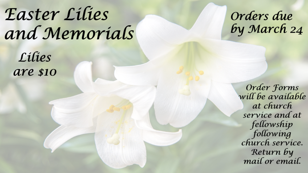 Lilies and Memorials 2024