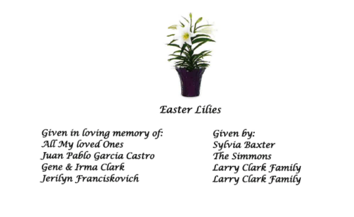 Easter Lilies 2026